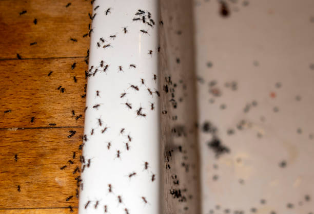 Best Pest Control Cost  in South Creek, WA